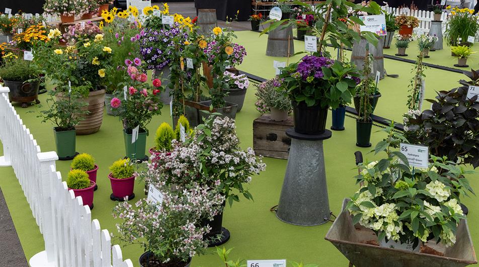 Range of new plants at BBC GWL 2025
